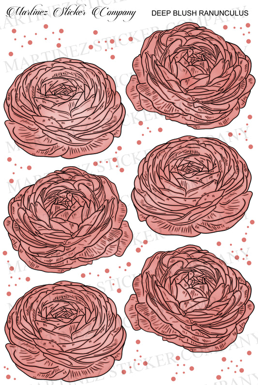 Deep Blush Ranunculus